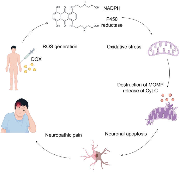 The mechanisms of DOX-induced neuropathic painThe quinone structure of injected DOX undergoes a single-electron reduction reaction catalyzed by NADPH and P450 reductase. This process leads to excessive generation of ROS, triggering oxidative stress. The oxidative stress disrupts MOMP, facilitating the release of Cyt C from the mitochondria, which activates neuronal apoptosis, ultimately contributing to the development of neuropathic pain.