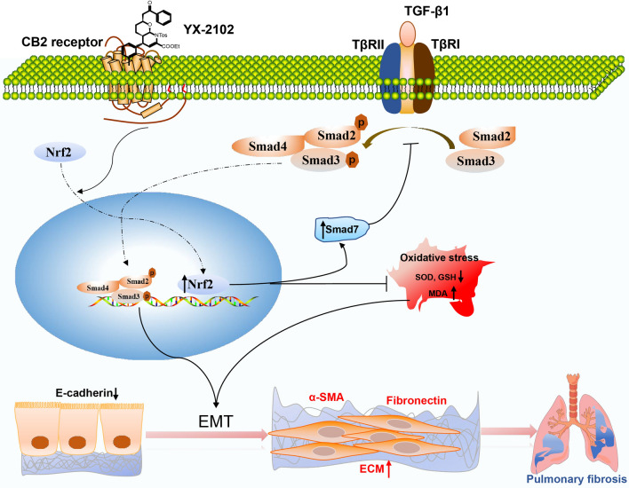 A schematic representation of the antifibrotic effect of YX-2102 in the inhibition of lung alveolar EMT. Activation of CB2R by YX-2102 treatment promotes the translocation of Nrf2 to the nucleus, which subsequently reduced oxidative stress and elevating Smad7 protein levels, thereby inhibiting Smad2/3 phosphorylation to block TGF-β signaling. These consecutive events result in EMT suppression in lung alveolar epithelial cells and ultimately attenuates bleomycin-induced pulmonary fibrosis