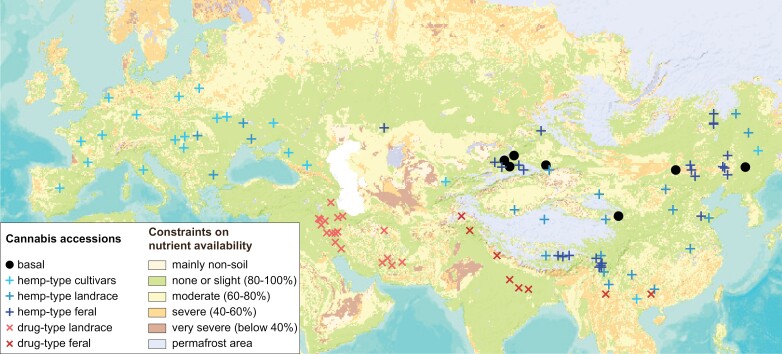 Cannabis accessions originate from diverse regions with contrasting soil nutrient availabilities. Geographic distribution of accessions included in the determination of Cannabis domestication history was overlaid with soil nutrient availability constraints. Although the exact origin of Cannabis is unknown, accessions genetically close to the progenitor (basal accessions) originate from regions of northern China with constraints on nutrient availability ranging from none/slight to severe (percentages indicate ratings of growth potential). This wide ancestral adaptation to various soil types enabled subsequent worldwide domestication and local selection of hemp- and drug-type landraces with diverse trait combinations at least partially linked to agronomic constraints of their ancestral origin. Data for Cannabis accessions are based on field or seed bank collections (Zhang et al., 2018; Ren et al., 2021; Mostafaei Dehnavi et al., 2022). Soil nutrient availability data were downloaded from the FAO Global Soil Partnership website (https://www.fao.org/global-soil-partnership) and visualized using Data Basin (https://databasin.org).