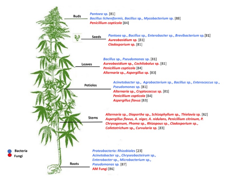 The most common endophytes harboured in different tissues of Cannabis sativa plants obtained from different geographical locations.