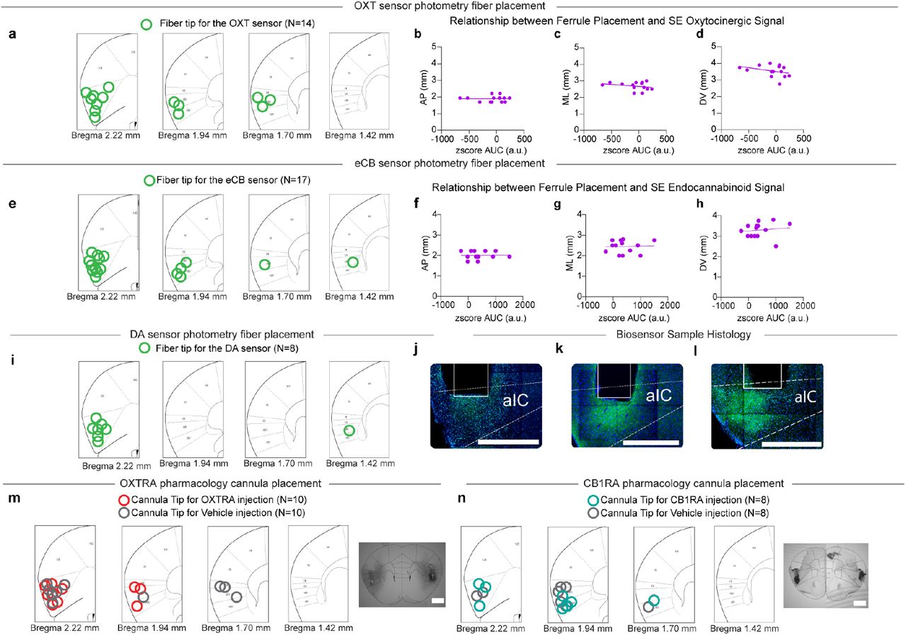 Biosensor and Pharmacology Verificationa, Histological verification of ferrule placement for the oxytocin sensor experimental cohort. Each green dot marks the tip of the ferrule for each animal. One animal was excluded due to lack of expression. b-d, Correlation between the oxytocinergic signal during Social Exclusion, and placement of ferrule. Anterior-posterior (AP), Medial-lateral (ML), Dorsal-ventral (DV). b, Correlation with anterior-posterior coordinates R2 = 0.0002, p = 0.96. c, Correlation with medial-lateral coordinates R2 = 0.07, p = 0.37. d, Correlation with dorsal ventral coordinates R2 = 0.12. p = 0.23. e, Histological verification of ferrule placement for the endocannabinoid sensor experimental cohort. Each green dot marks the tip for each animal. Three animals were excluded for light leak. Seven animals were excluded for lack of expression. f-h, Correlation between the endocannabinoid signal during Social Exclusion and placement of ferrule. f, Correlation with anterior-posterior coordinates R2 = 0.0003, p = 0.95, g, Correlation with medial-lateral coordinates R2 = 0.001, p = 0.91. (h) Correlation with dorsal-ventral coordinates R2 = 0.017, p = 0.66. i, Histological verification of ferrule placement for the dopamine sensor experimental cohort. No animals were excluded. j, Example histology image of GRABOXT1.0 sensor expression. Scale Bar 500 µm. k, Example histology image of GRABeCB2.0 sensor expression. Scale Bar 500µm. l, Example histology image of GRABDA3h sensor expression. Scale Bar 500µm. m, Histological verification of cannula placement for the OXTRA pharmacology experiments. Three animals were excluded based on cannula placement. Colors indicate whether the animal received an OXTR antagonist or Vehicle Injection. Scale Bar 1000µm. n, Histological verification of cannula placement for the CB1R agonist pharmacology experiments. No animals were excluded based on cannula placement. Scale Bar 1000µm.
