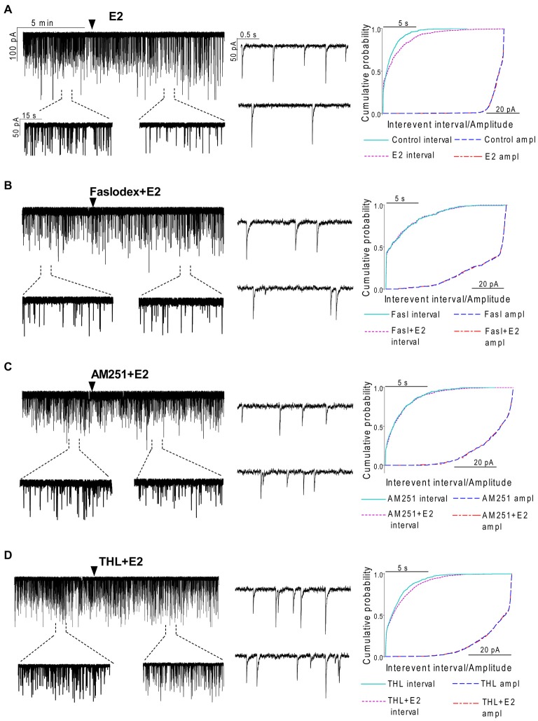 Effect of E2 on the spontaneous postsynaptic currents (sPSCs) of GnRH neurons in brain slice of metestrous female mice. (A) E2 in low concentration (10 pM) decreased the frequency of the sPSCs with no change in the average amplitude of them. One-minute-long periods of the recording before and after application of E2 are depicted under the recording. Cumulative probability plot presents reduction in the interevent intervals, but not in amplitude. (B) Pretreatment of the brain slice with the non-selective ER antagonist Faslodex (1 μM, 10 min) inhibited the effect of E2 on the sPSCs. (C) Effect of E2 on the sPSCs was abolished by the pretreatment with cannabinoid receptor type 1 (CB1) inverse agonist AM251 (1 μM, 10 min). (D) Similar inhibition was observed in case of intracellularly applied diacylglycerol (DAG) lipase inhibitor THL (10 μM, 20 min). Individual events of sPSCs show no change in waveform properties in the treated phase (lower insets) as compared to the control phase (upper insets) in all sPSC measurements. Cumulative probability plots in (B–D) graphs present no change in interevent intervals and amplitudes. Arrowhead shows the onset of drug administration.