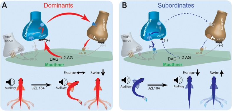 Schematic model for social status-dependent regulation of neurochemical inputs to the M-cell: The M-cell (green) receives inputs from DA cells (blue), the excitatory VIIIth cranial nerve (gray), and inhibitory (brown). Our model predicts distinct neurochemical pathways in dominants (A) and subordinates (B) responsible for differences in startle escape sensitivity. These pathways are proposed based on differential effects of JZL184 treatment on startle escape behavior (bottom). Higher baseline 2-AG in dominants is responsible for activation of the “inhibitory pathway” via inhibitory neurotransmitter release. Lower baseline 2-AG in subordinates activates the lower threshold “excitatory pathway” via the VIIIth nerve, responsible for higher startle escape sensitivity.