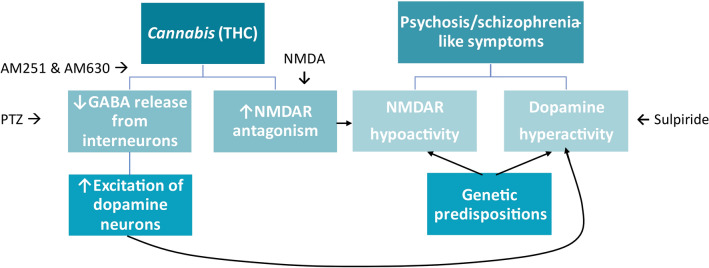 Potential mechanisms underlying the associations between Cannabis consumption and risks of psychosis/schizophrenia-like symptoms, with the current study’s pharmacological approaches. Δ9-tetrahydrocannabinol (THC) reduces N-methyl-D-aspartate (NMDA) release via NMDA receptor antagonism. THC also inhibits γ‐aminobutyric acid (GABA) release from interneurons in the prefrontal cortex, potentiating dopamine release. Both NMDA receptor hypoactivity and heightened dopaminergic signaling are hallmarks of schizophrenia. Pentylenetetrazol (PTZ).