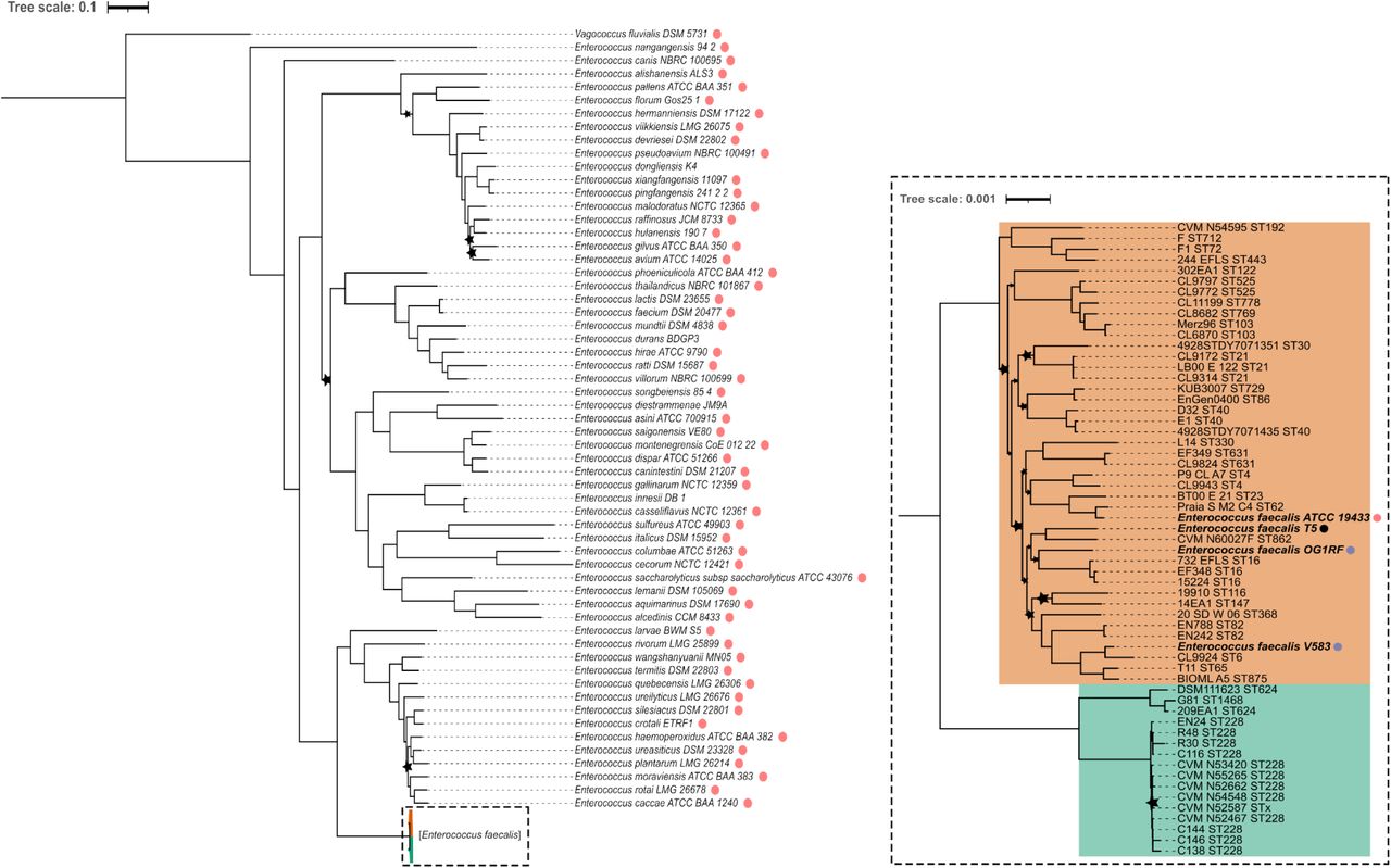 Comprehensive phylogeny of the Enterococcus genus illustrating subspecies-level cladogenesis of E. faecalis.The tree was estimated using IQ-TREE under the LG+F+I+R9 substitution model with 1,000 bootstrap replicates, based on the concatenation and alignment of 751 protein sequences corresponding to single-copy orthologs present in 95.8% of the 117 sampled enterococci and the outgroup strain Vagococcus fluvialis DSM 5731. The tree is presented at different scales. The global phylogeny on the left shows relationships between taxonomic species, with E. faecalis strains collapsed into their respective subspecies clades, which are highlighted by colored regions enclosed in a dashed rectangle. On the right, the E. faecalis clade is detailed at a fine scale, highlighting subspecies clusters (subspecies A in light orange and subspecies B in light teal). Red dots represent type strains; blue dots indicate E. faecalis model strains V583 and OG1RF; the black dot marks the E. faecalis reference genome from the NCBI datasets. Stars denote nodes with bootstrap support < 95%.