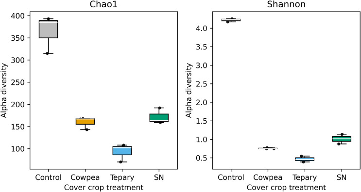 Side-by-side box plots show alpha diversity for three cover crop and one fallow treatments: Control (no cover crop), Cowpea, Tepary, and Sunn hemp. The left plot uses the Chao1 index and the right uses the Shannon index. Control exhibits the highest alpha diversity for both indices, while Tepary shows the lowest. Cowpea and Sunn hemp have moderate values. Both plots suggest that cover crop treatments reduce alpha diversity compared to the Control.