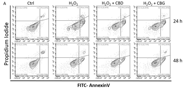 Apoptosis occurrence in CTX-TNA2 astrocyte cell line exposed to 1000 nM CBD and 1 nM CBG and challenged with H2O2 for 24 and 48 h. ANOVA, * p < 0.05 vs. control group; $ p < 0.05 vs. H2O2 group. (A) A representative experiment (B) The graph shows the mean ± SD (n = 3). Early: early apoptosis, i.e., Annexin-Vpos and PIneg cells Late: late apoptosis, i.e., Annexin-Vpos and PIpos cells. Necrosis: Annexin-Vneg and PIpos cells.