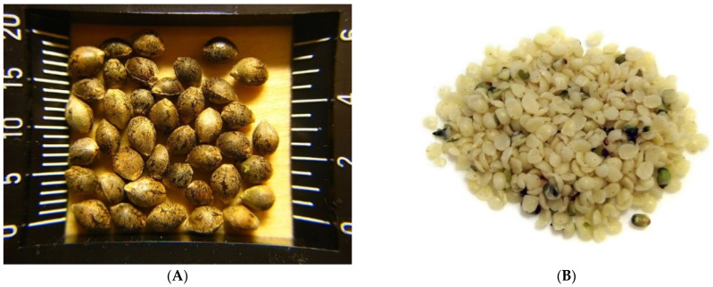 (A) Unshelled hemp seeds [51]; (B) Hulled hemp hearts [52].