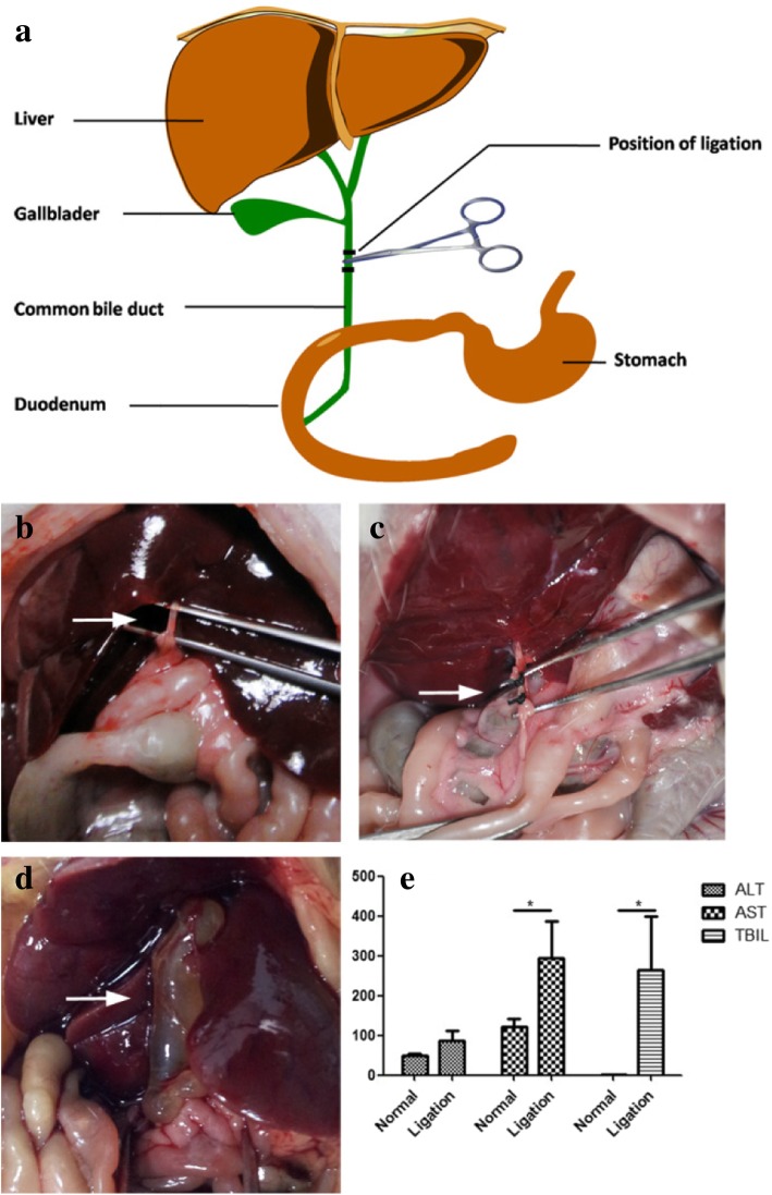 a A schematic illustration of the relations of HBS with intestinal tract. b, c Ligation of CBD (white arrows). d CBD swelling on the 14th day after CBD ligation (white arrow). e Examination of the major liver function. *P < 0.05