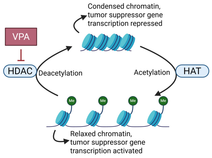 CNS tumor cells suppress expression of tumor suppressor genes through deacetylation of histone. VPA prevents acetylation of histones by inhibiting HDAC and restores expression of tumor suppressor genes. Abbreviations: VPA, Valproic acid; HDAC, Histone deacetylase; HAT, Histone acetyltransferase; Me; Methyl group.