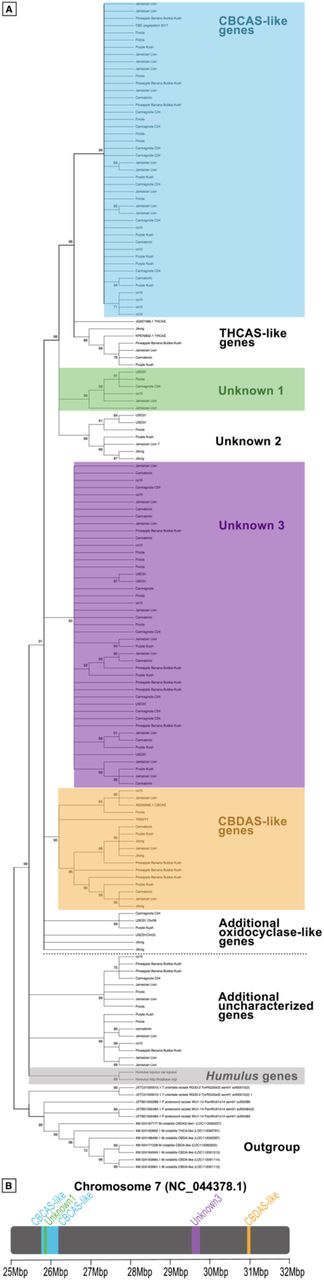 Cannabinoid oxidocyclase genes.A) Gene tree of cannabinoid oxidocyclases and related sequences via Maximum Likelihood approach from the nine assemblies, showing the clear split between CBCAS in blue and THCAS uncolored, three unknown clusters in green, uncolored, and purple, respectively, CBDAS in yellow and two groups with ‘additional oxidocyclase-like genes’ and ‘Additional uncharacterized genes, both uncolored. The Humulus sp. genes are colored in gray. Numbers in the branches indicate the percent of 500 bootstraps supporting the topology. The dashed line separates the primary cannabinoid oxidocylase clade from more dissimilar sequences B) Location of the 12 oxidocyclase genes in the cs10 assembly (tandem repeats are collapsed into a single color block).
