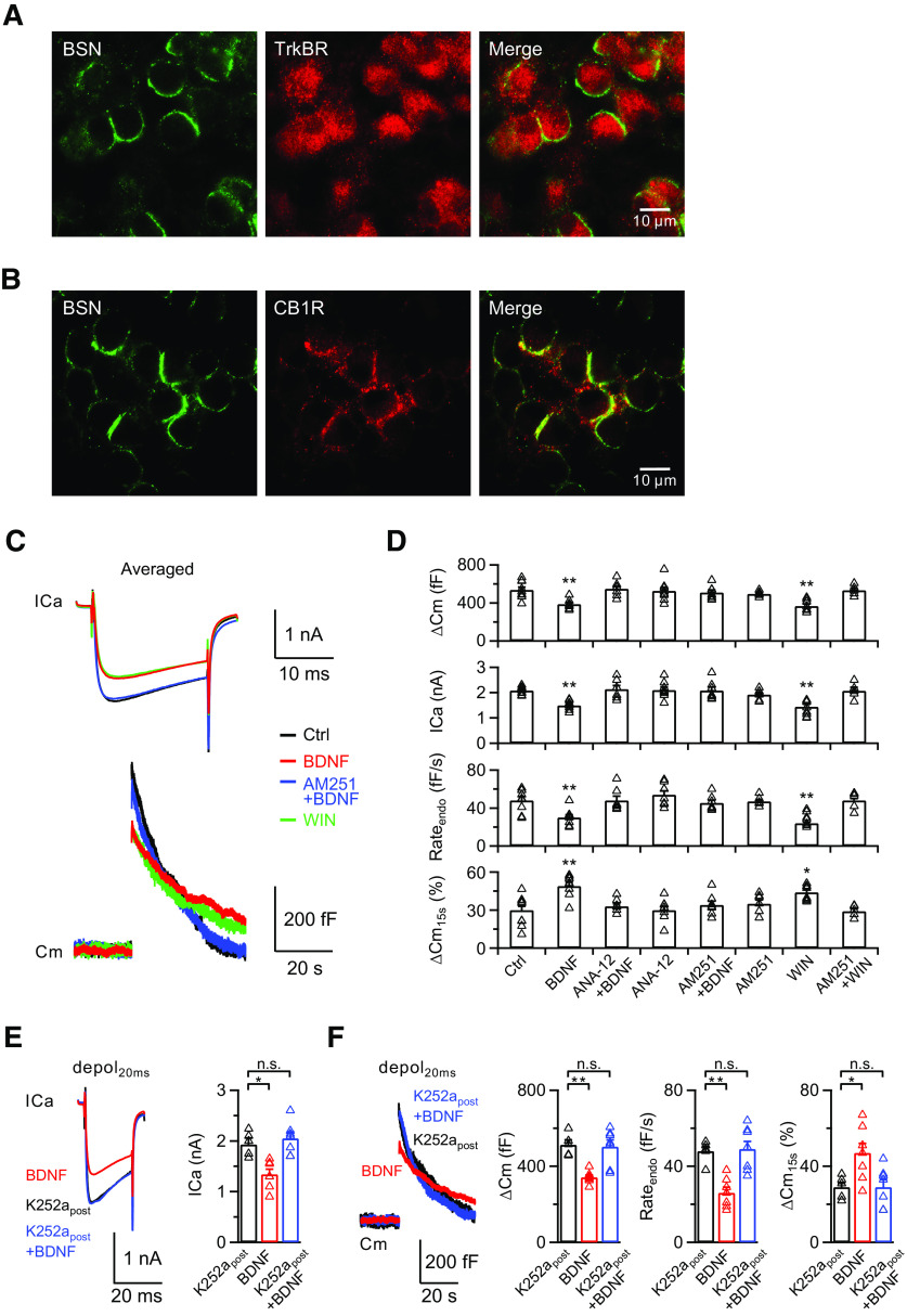 BDNF inhibits presynaptic ICa and exocytosis/endocytosis via activation of postsynaptic TrkB receptors and presynaptic CB1Rs. A, Immunostaining of presynaptic cytomatrix (Bassoon, green) and TrkB receptors (red) at calyces. Scale bar, 10 μm. B, Immunostaining of presynaptic cytomatrix (Bassoon, green) and CB1Rs (red) at calyces. Scale bar, 10 μm. C, Averaged presynaptic ICa (top) and Cm (bottom) induced by depol20ms in the control (Ctrl, black), BDNF treatment (BDNF, red), BDNF treatment in the presence of AM251 (AM251+BDNF, blue), and WIN55212-2 treatment (WIN, green) groups. D, Statistics for ΔCm, ICa, Rateendo, and ΔCm15s% from different treatments in extracellular solution (Ctrl, n = 9; BDNF, n = 8; ANA-12+BDNF, n = 7; ANA-12, n = 8; AM251+BDNF, n = 7; AM251, n = 6; WIN, n = 8; AM251+WIN, n = 5). p values were calculated using a one-way ANOVA with Bonferroni's multiple comparisons test. *p < 0.05. **p < 0.01. E, Left, Averaged presynaptic ICa induced by depol20ms in the control (K252apost, 200 nm K252a in the postsynaptic pipette solution, n = 5; black), BDNF treatment (BDNF, without K252a in the postsynaptic pipette solution in the presence of BDNF, n = 7; red), and BDNF treatment with K252a (K252apost+BDNF, 200 nm K252a in the postsynaptic pipette solution in the presence of BDNF, n = 7; blue) groups. All recordings are made in the paired-recording mode. Right, Statistics for ICa in all three groups using a one-way ANOVA with Bonferroni's multiple comparisons test. *p < 0.05. F, Left, Averaged Cm induced by depol20ms from E. Right, Statistics for ΔCm, Rateendo, and ΔCm15s% in all three groups using a one-way ANOVA with Bonferroni's multiple comparisons test. *p < 0.05. **p < 0.01. n.s., not significant. Detailed statistical information is provided in Table 1.
