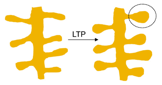 Schematic depiction of the enlargement and acquisition of mature mushroom-like shape of dendritic spines following induction of long-term potentiation (LTP) during synaptic plasticity.