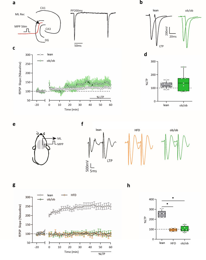 Obesity impairs LTP at the medial perforant pathway.a Experimental configuration of LTP recording in lean and ob/ob mice in brain slices. Position of the stimulating and recording electrodes in the molecular layer (ML Rec) and medial perforant path (MPP stim), respectively. The stimulation of the MPP fibers induces a paired-pulse depression. b Representative fEPSPs were recorded before and after the induction of the LTP in the two genotypes. c Plot of the fEPSP slope recorded in brain slices before and after the induction of the LTP (time 0) in the DG of lean and ob/ob mice. Data are presented as mean values ± SEM. The extent of LTP was calculated as a percentage of the baseline between the last 40 and 60 min of recording. n = 10 slices from four lean mice and n = 7 slices from four ob/ob mice. d Box plot of the LTP in lean and ob/ob mice, n = 10 slices from four mice in lean (slope 40−60 min post HFT = 120.5% ± 6.9%) and seven slices from four ob/ob mice (slope 40−60 min post HFT = 143.5% ± 24.37%). e Schematic representation of the in vivo LTP recording, the stimulation electrode was placed in the MPP, the recording site was in the ML. f Representative traces recorded in lean, HFD, and ob/ob before and after the TBS. g Plot of the fEPSP slope recorded before and after the induction of the LTP (time 0) in the DG of n = 5 lean mice, n = 4 HFD mice, and n = 5 ob/ob mice; data are presented as mean values ± SEM, as the extent of LTP was calculated as a percentage of the baseline between the last 40 and 60 min of recording. h Box plot of the LTP in lean, HFD, and ob/ob mice, n = 5 lean mice; n = 4 HFD and n = 5 ob/ob mice. TBS in lean: 251.4% ± 16.09%; 94.01% ± 8.03%, in HFD, 103.55% ± 13.48% in ob/ob, Kruskal−Wallis test and post hoc Dunn’s test, *p < 0.05, Kruskal−Wallis statistic = 9.1. The box plots elements are: center line, median (Q2); square symbol, mean; box limits, 25th (Q1)−75th (Q3) percentiles; whisker length is determined by the outermost data points. Source data are provided as a Source Data file.