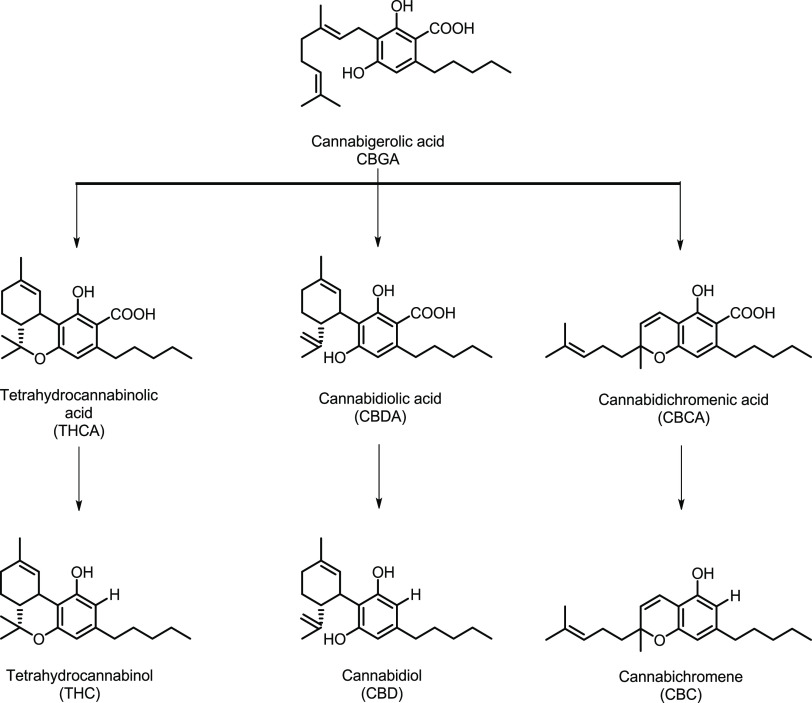 Subclasses of Cannabinoids Mainly Present in Cannabis Plants