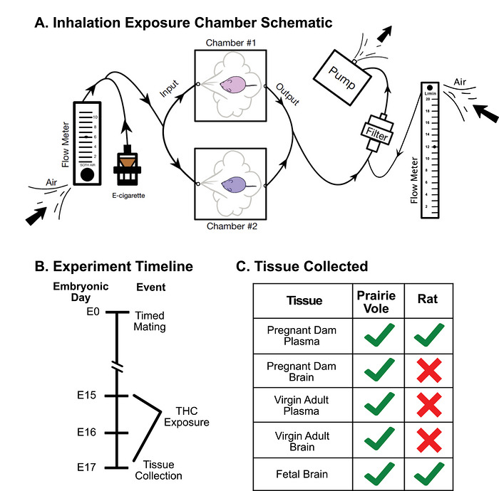(a) Schematic of apparatus. Atmospheric air is continuously pulled through the apparatus via a pump on the right side of the schematic. Air flow through the system is regulated by two flow meters, and an attached computer controls the heating of the e‐cigarette and the delivery schedule of the vapor. At programmed intervals, the e‐cigarette releases puffs of PG or THC vapor, which fill the sealed exposure chambers. Vapor output flows through a filter and is exhausted through an HVAC filtration system. (b) The timeline of the experiment, including the timed mating of animals and the exposure period from embryonic day 15 (E15) to E17. Tissue collection was conducted on E17, immediately following the exposure period. (c) Endpoints collected for each species.