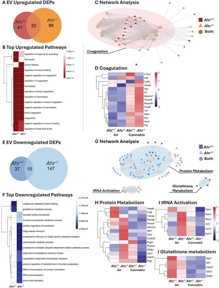 Pathway analysis of DEPs in EVs of Ahr +/− and Ahr −/− mice exposed to cannabis smoke versus air. (A) Venn diagram showing the overlap of upregulated DEPs for Ahr +/− and Ahr −/− EVs after cannabis smoke exposure versus air. (B) Top 15 upregulated pathways in Ahr +/− and Ahr −/− EVs in response to cannabis smoke exposure. (C) Network analysis of upregulated pathways. (D) Heatmap of top 15 coagulation‐related proteins. (E) Venn diagram of downregulated DEPs for Ahr +/− and Ahr −/− EVs after cannabis smoke exposure versus air. (F) Top 15 downregulated pathways in response to cannabis smoke exposure. (G) Network analysis of downregulated pathways, highlighting clusters related to protein metabolism, tRNA activation, and glutathione metabolism. (H–J) Heatmaps of top 15 proteins in the protein metabolism (H), tRNA activation (I), and glutathione metabolism (J) clusters, showing expression changes in response to cannabis smoke exposure. Heatmaps represent z‐scores of protein expression across conditions.