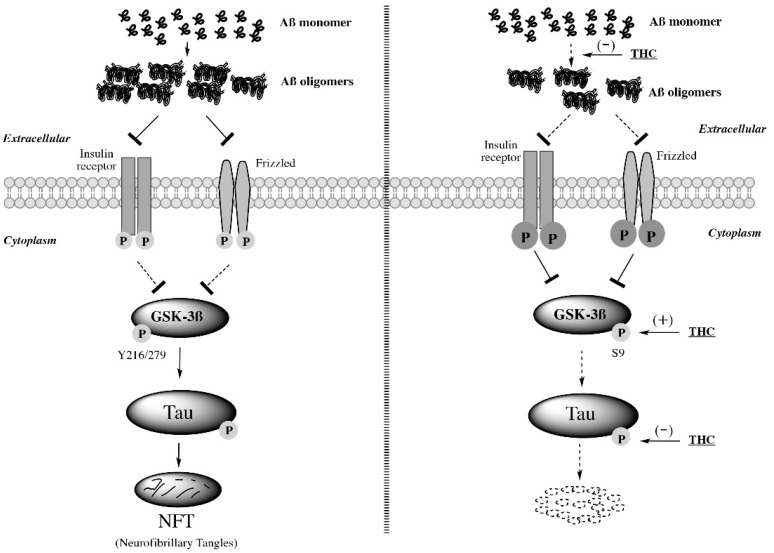 Inhibitory effect of low-dose THC treatment on Aβ aggregation, GSK-3β activity, and tau phosphorylation in the brain. Low-dose THC prevents Aβ monomers from forming Aβ oligomers and alleviates the antagonistic effect of Aβ oligomers on insulin receptors and Frizzled so that insulin receptors and Frizzled are able to downregulate GSK-3β activity. Moreover, low-dose THC may decrease GSK-3β activity directly by increasing the Ser9 phosphorylation of GSK-3β. Since the increased GSK-3β activity promotes tau phosphorylation, it is likely that the inhibitory effect of THC on tau phosphorylation is in part attributable to the THC-induced Ser9 phosphorylation of GSK-3β.