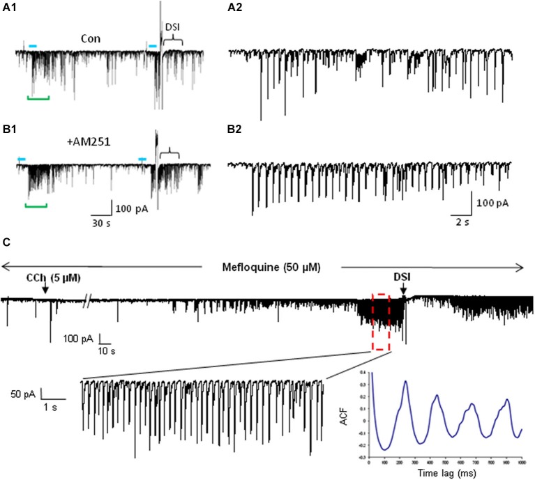 mAChR-induced IPSCs are regulated by eCBs but do not depend on electrical coupling for their occurrence. (A) Bath application of the CB1R antagonist AM251 increases the occurrence of IPSCs evoked by optogenetic release of ACh (CA1 PC recording). Blue bars indicate the period of light stimulation (5 Hz). Traces in (A2) and (B2) depict an expansion of ~29 s of the traces (green brackets) in (A1) and (B1) beginning just before the onset of L-IPSC activity. The increase in number and average amplitude of the L-IPSCs caused by AM251 indicates that they had been partially suppressed by the eCBs mobilized by ACh. Bracket at the end of (A1) indicates approximate period of DSI after a voltage step given to the pyramidal cell. Comparable period in (B1) shows that AM251 prevents DSI, thus confirming that the L-IPSC activity (e.g., expanded trace in A2), despite being partially suppressed by the long-lasting ACh-induced mobilization of eCBs, could be further depressed by a sudden release of eCBs (i.e., DSI). Physostigmine and 4-AP are present. (A) and (B) modified with permission from Nagode et al. (2011). (C) Representative trace from a rat hippocampal slice pretreated and continuously perfused with the gap junction blocker, mefloquine (50 μM). Inset shows an expanded time scale of the indicated region in the top trace. The autocorrelogram of the expanded region demonstrates rhythmic, CCh-induced IPSCs despite the presence of mefloquine. Typical results (n = 5). From D.A. Nagode Ph.D. thesis at http://archive.hshsl.umaryland.edu/handle/10713/2315.