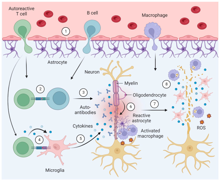 Simplified model of the pathophysiology in multiple sclerosis (MS). Pathophysiological hallmarks include (1) an impaired blood-brain barrier function, leading to infiltration of the central nervous system (CNS) by lymphocytes and macrophages. (2) Crosstalk between T and B lymphocytes prompts (3) the production of antibodies against oligodendrocyte antigens. (4) T cells interact with microglia, prompting (5) microglial activation and cytokine release. (6) Chronic inflammation ultimately leads to (6) axonal demyelination and the formation of glial scars by reactive astrocytes that are believed to exert protective functions by isolating damaged tissue. Macrophages are recruited to MS lesions, contributing to the phagocytosis of myelin debris - a process that triggers the release of pro-inflammatory cytokines and reactive oxygen species (ROS). (7) Axonal degeneration in MS lesions is driven by (8) activated microglial cells and macrophages.