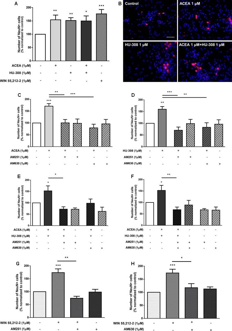 CB1R and CB2R crosstalk controls DG neuronal differentiation. (A,C–H) Bar graphs depict the number of NeuN-positive cells. Values were normalized to the control mean for each experiment and are represented as mean ± SEM. Control was set to 100%. n = 3–16. ∗p < 0.05, ∗∗p < 0.01, ∗∗∗p < 0.001, using Sidak’s multiple comparison test. (B) Representative fluorescent digital images of cells immunopositive for NeuN (red) and Hoechst 33342 staining (blue). Scale bar = 50 μm.