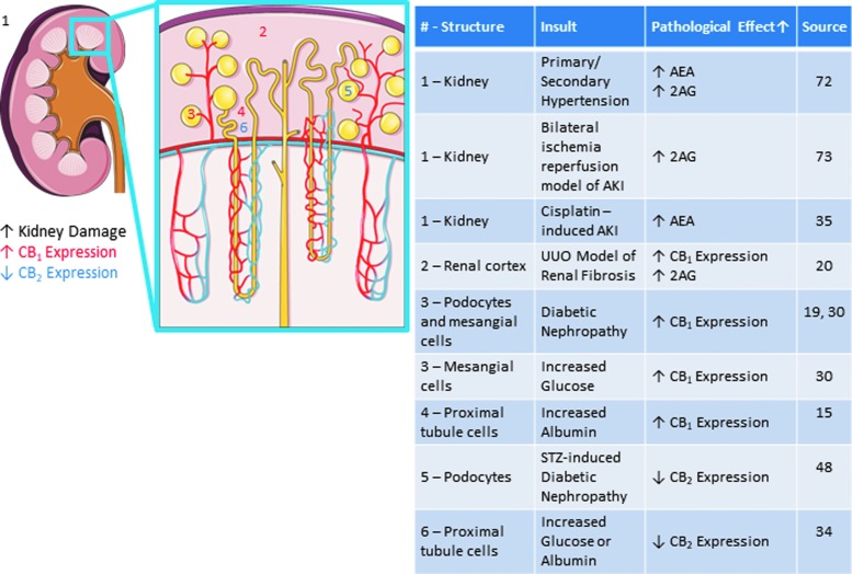 Impact of various kidney disease models on receptors and ligands of the endocannabinoid system. Images adapted from Servier Medical Art “Kidney” licensed under CC 3.0, https://smart.servier.com/smart_image/kidney
