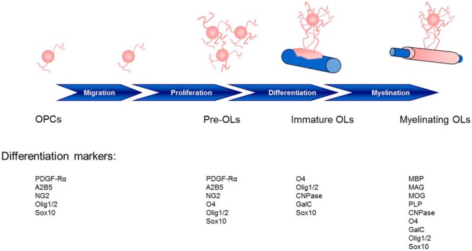 Stages of oligodendrocyte maturation toward the oligodendroglial lineage: oligodendrocyte precursor cells (OPCs), preoligodendrocytes (pre-OLs), immature oligodendrocytes (OLs) and myelinating mature OLs. These stages are identified by their increasingly complex morphology and expression pattern of well-defined markers. Two basic helix-loop-helix transcription factors, Olig1 and Olig2, play essential roles in determining the oligodendroglial lineage and in the generation and maturation of OLs (Zhou et al., 2000; Lu et al., 2001). The localization of Olig1/2 is observed in the nucleus of OPCs during development; however, although Olig2 remains in the nucleus of OPCs in the adult mouse (Arnett et al., 2004), Olig1 translocation into the cytosol highly correlates with the differentiation of OLs, the termination of the cell cycle and Olig1 phosphorylation (Niu et al., 2012). CNPase, 2′,3′-cyclic nucleotide 3′-phosphodiesterase; GalC, galactocerebroside C; MAG, myelin associated glycoprotein; MBP, myelin basic protein; MOG, myelin oligodendrocyte glycoprotein; PDGF-Rα, platelet-derived growth factor receptor; PLP, proteolipid protein.