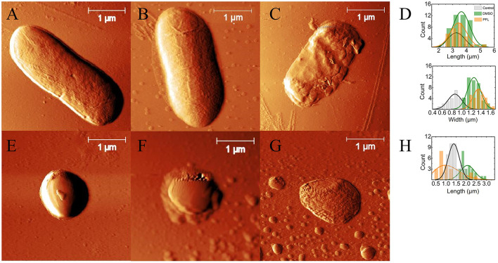 E. coli and S. aureus top images obtained by AFM. (A, E) with no treatment (controls), (B, F) with DMSO at 0.5%, and (C, G) with DMSO/PFL; E. coli and S. aureus, respectively. The images illustrate the dramatic damages caused in the cell membranes by PFL. Lengths and widths of the cells: for E. coli (D) and for S. aureus (H). In the case of E. coli, the histograms were obtained from 21 (no treatment), 43 (DMSO), and 27 (PFL) cells. For S. aureus, the histograms were calculated from 39 (no treatment), 25 (DMSO), and 25 (PFL) cells.