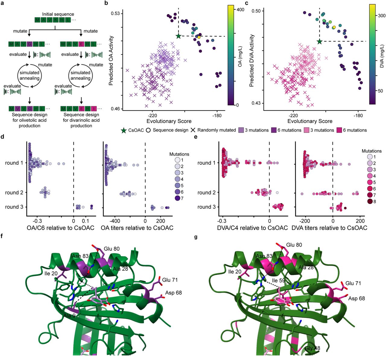 ML-driven evolution of CsOAC activity.a, Workflow for generating sequence variant designs via simulated annealing. b, Pareto front for sequence designs with 3 or 6 mutations generated via simulated annealing for predicted OA activity from the multi-task neural networks and the evolutionary score from the VAE. We score sequence variants with 3 or 6 randomly sampled mutations to the CsOAC sequence to visualize the separation of our sequence designs from random background. Sequence designs are colored by measured OA titers. c, Pareto front for sequence designs with 3 or 6 mutations generated via simulated annealing for predicted DVA activity from the multi-task neural networks and the evolutionary score from the VAE. We score sequence variants with 3 or 6 randomly sampled mutations to the CsOAC sequence to visualize the separation of our sequence designs from random background. Sequence designs are colored by measured DVA titers. d, OA selectivity relative to CsOAC and OA titers relative to CsOAC per round of ML-driven evolution. e, DVA selectivity relative to CsOAC and DVA titers relative to CsOAC per round of ML-driven evolution. f, Best sequence design with 7 mutations relative CsOAC for OA production. Mutations are indicated in purple. f, Best sequence design with 8 mutations relative CsOAC for DVA production. Mutations are indicated in pink.
