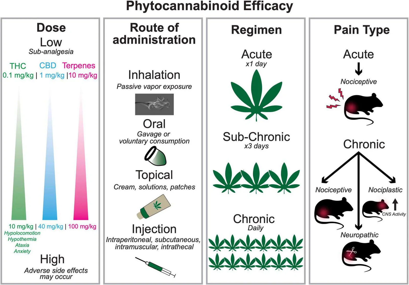 Infographic outlining phytocannabinoid efficacy shows four columns: dose, route of administration, regimen, and pain type. Dose compares THC, CBD, and terpenes with increasing gradients, listing high adverse effects. Routes include inhalation, oral, topical, and injection, each represented by icons. Regimen compares acute (single cannabis leaf), sub-chronic (three leaves), and chronic (daily, six leaves). Pain type shows acute pain and chronic pain splitting into nociceptive, nociplastic, and neuropathic, represented by mice graphics with arrows indicating pain sites or central nervous system activity.