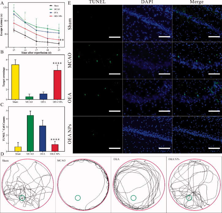 The evaluation of the behavior ability and the apoptosis of neurons. The effect of the formulations on MCAO-induced spatial cognitive deficits. The escape latency (A), the number of target platform crossings (B), and the swimming traces (D) in the hidden platform trails. Representative pictures (E) and the statistical data (C) of the hippocampal CA1 stained with TUNEL (scale bars: 125 µm). Data are expressed as mean ± SEM. n = 10–12 rats per group. ****p < .0001, compared to MCAO group).