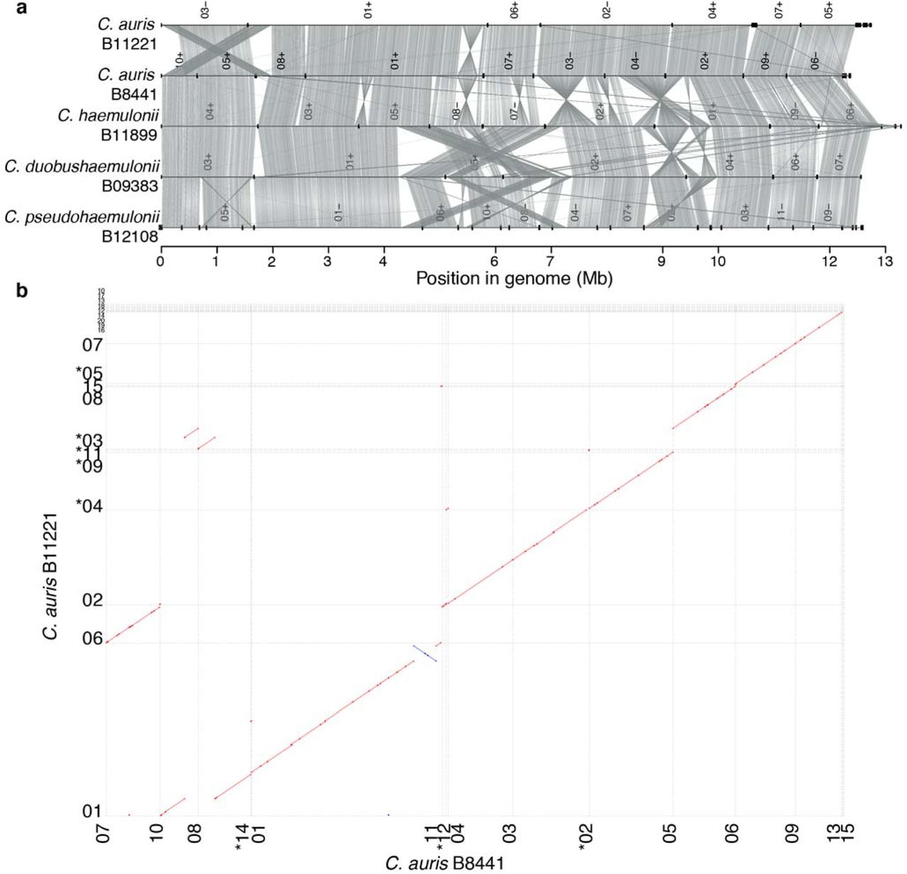 Whole genome conservation, structure and synteny. (a) Genome wide gene synteny among Candida auris, C. haemulonii, C. duobushaemulonii, and C. pseudohaemulonii. To determine synteny regions of conserved gene order we identified orthologs between these isolates and then plotted chains of orthologs (grey lines). Isolate names are shown to the left of their genomes, which are represented by horizontal black lines, with vertical lines indicating scaffold borders, and their identifiers listed above (+/− = orientation). (b) Shared synteny regions based on whole genome alignments between C. auris B8441 and B11221.