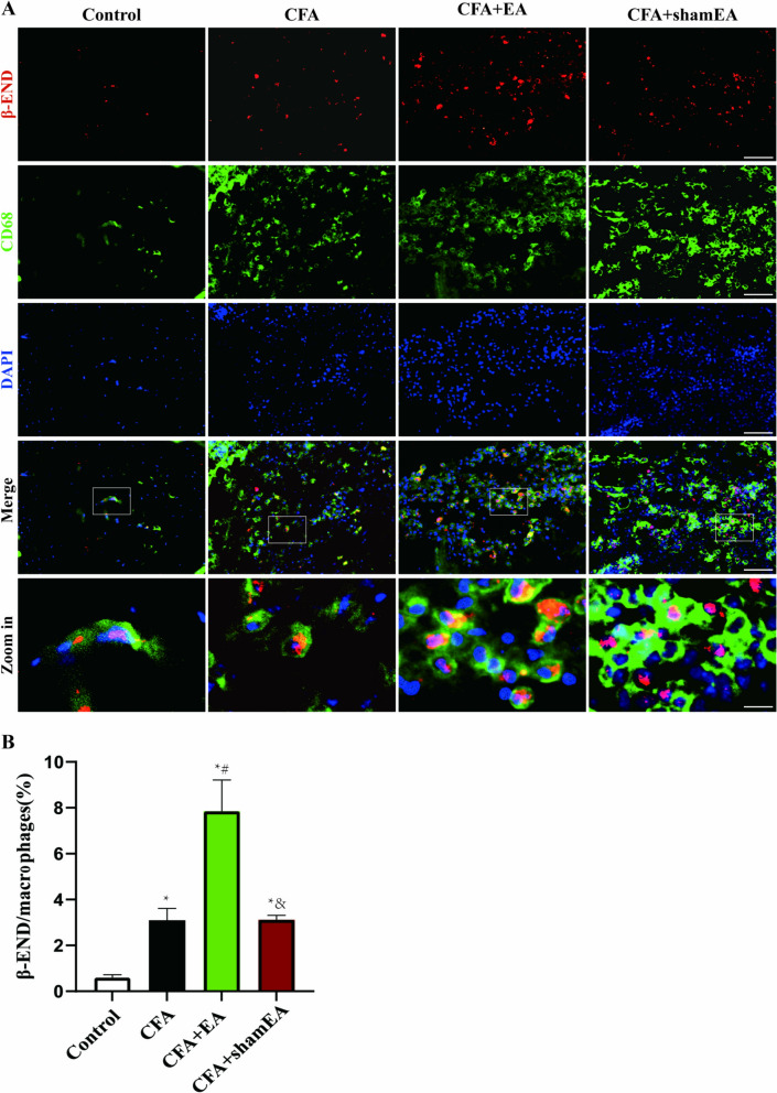 Effects of EA on macrophages and β-END expression in the inflamed skin tissue. A Double labeling of β-END and macrophage (CD68 +) in skin tissue with scale bars of 50 µm and 10 µm (Zoom in). B A statistical histogram of the percentage of positive area of macrophages (CD68 +) and β-END double-labeled cells/macrophages (CD68 single label) in the skin tissue of WT mice. The data is shown as mean ± SEM (n = 4). One-way ANOVA was used for analysis. *P < 0.05 compared with Control group; #P < 0.05 compared with the CFA group; &P < 0.05 compared with the CFA + EA group