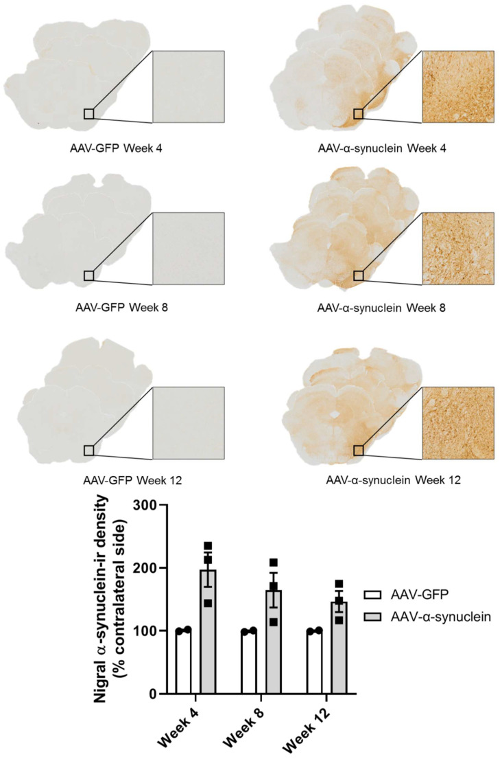 Expression of human α-synuclein in the substantia nigra after injection of AAV-α-synuclein. Top panel: photomicrographs showing α-synuclein expression in the substantia nigra at different time-points after the administration of the viral vectors. Bottom panel: graph showing the relative quantification of the expression of human α-synuclein in the substantia nigra using optical density image analyses of sections labelled by immunohistochemistry for human α-synuclein. Note that animals that received AAV-α-synuclein expressed human α-synuclein protein in the substantia nigra, but animals that received AAV-GFP did not. Data are represented as mean ± SEM with 2–3 animals per group.