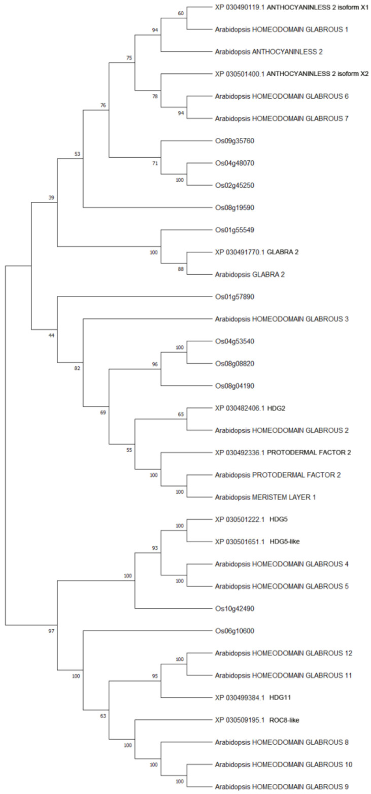 Molecular phylogenetic analysis of cannabis HDZ IV proteins and model plants HDZ IV proteins by Maximum Likelihood method. The evolutionary history was inferred by using the Maximum Likelihood method based on the JTT matrix-based model [39]. The bootstrap consensus tree inferred from 500 replicates [40] is taken to represent the evolutionary history of the taxa analyzed [40]. Branches corresponding to partitions reproduced in less than 50% bootstrap replicates are collapsed. The percentage of replicate trees in which the associated taxa clustered together in the bootstrap test (500 replicates) is shown next to the branches [40].