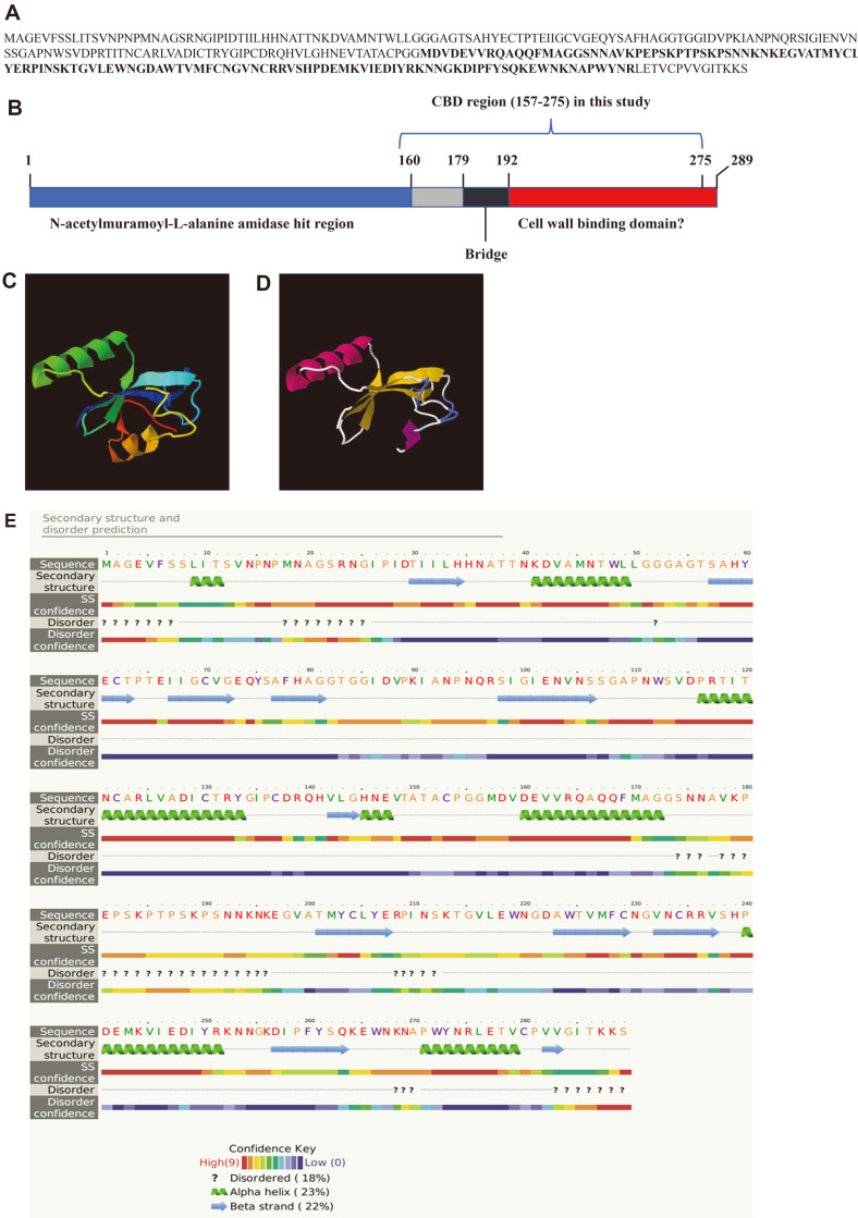Amino acid sequence and predicted three-dimensional protein structure of LysECP3 endolysin and cell binding domain (CBD) protein.The prediction analysis of LysECP3 was performed using Phyre2. (A) Amino acid sequence of LysECP3. The bold letters represent the CBD region used in this study. (B) A schematic diagram of LysECP3. The blue region represents an enzymatically active domain (N-acetylmuramoyl-L-alanine amidase), and the red region represents a possible CBD. The CBD protein was generated with 119 amino acids (157th–275th). (C) The model was colored from the N terminus to C terminus of LysECP3, indicating the N-acetylmuramoyl-L-alanine amidase domain (from red α-helix to yellow region) and the C-terminal region (from green α-helix to blue and purple β-sheet). (D) CBD protein showing an α-helix (red) and β-sheet (yellow). (E) Predicted α-helixes, β-sheets, and disordered regions were indicated as color codes by confidence level (highest confidence: red; lowest confidence: purple).