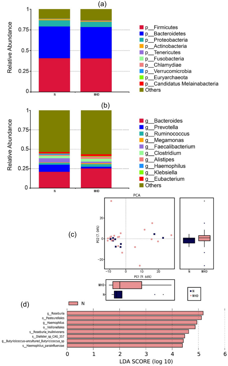 Differences in α-diversity and β-diversity between MHD patients and healthy people based on metagenomic sequencing. a and b The main components of the microbiota at phylum and genus levels, respectively. Firmicutes, Bacteroidetes, Proteobacteria, Actinobacteria and Bacteroides are the main components of the microbiota. c PCA of differences in intestinal flora between MHD and healthy control groups. The principal component contribution values of horizontal and vertical axes are 9.66% and 7.04%, respectively. d Roseburia_inulinivorans, uncultured_Butyricicoccus_sp, Dialister_sp_CAG_357 and Haemophilus_parainfluenzae are the most abundant component of the intestinal microbiota in the healthy group based on linear discriminant analysis effect size (LEfSe)