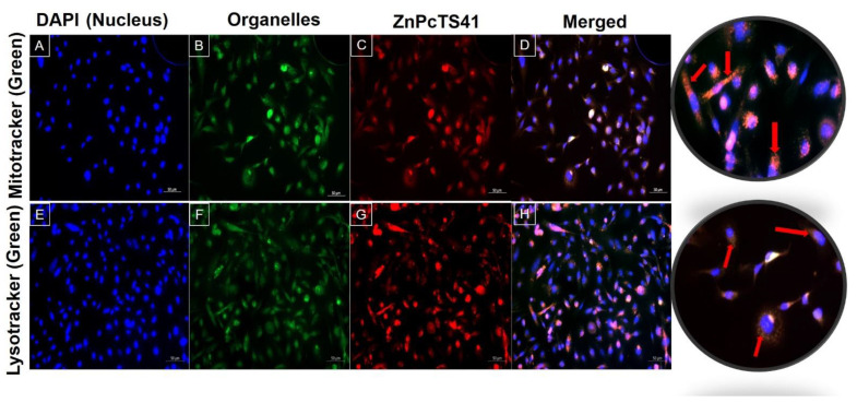 The Subcellular localization of ZnPcTS41 in A375 cells. DAPI-stained nucleus (blue fluorescence) (A,E), Mitotracker green fluorescence (B), Lysotracker green fluorescence (F), ZnPcTS41 red fluorescence (C,G), and merged images (D,H). ZnPcTS41 (red) localized on both lysosomes and mitochondria and is noted by the yellow tint between green and red (D,H) (×200 magnification).