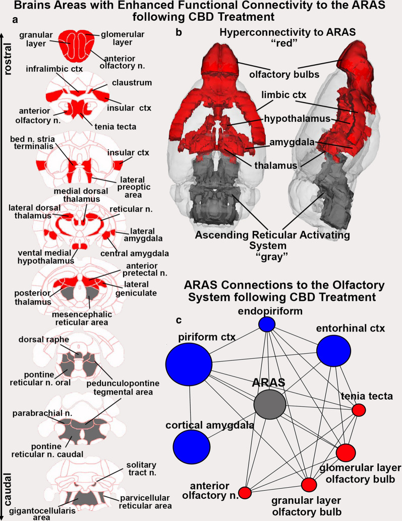 Hyperconnectivity to the ARAS with CBD Treatment. Shown to the left (a) are 2D axial maps showing the location of brain areas (red) with enhanced coupling to the ARAS following CBD treatment. Areas in gray denote the location of brain areas comprising the ARAS. The 2D images are summarized in the 3D reconstruction of the red and gray brain areas (b). The circle of connections beneath (c), display the neighboring nodes of the ARAS in the CBD treated group within the olfactory system. Nodes that have a greater degree centrality in the CBD group have been colored red, while nodes that have a greater degree centrality in the vehicle group have been colored blue. Node size has been scaled to reflect the relative difference in degree centrality between the vehicle and CBD group, with the larger nodes reflecting a larger difference in degree centrality