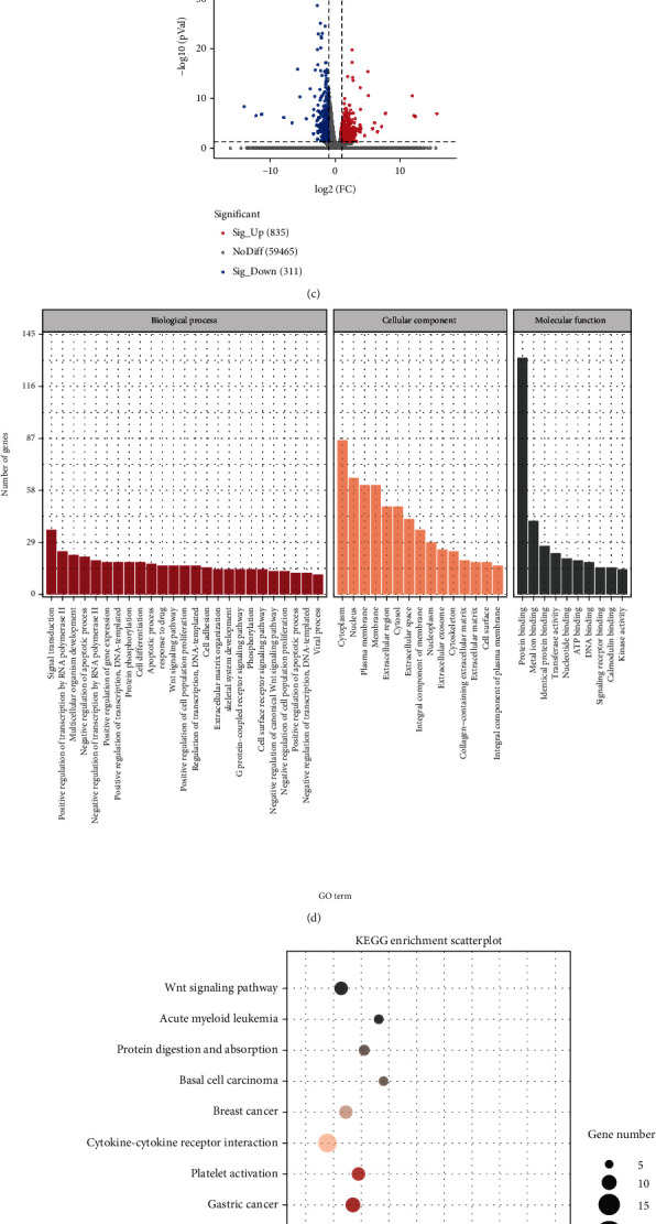 Results of miRNA sequencing and mRNA sequencing. (a) Heat map of differentially expressed miRNAs. (b) Histogram for the GO enrichment analysis of differentially expressed miRNA target genes. (c) Volcano map of differentially expressed genes (P > 0.05). (d) Histogram of GO enrichment analysis results for 156 osteogenesis-related genes. (e) Scatter plot of KEGG enrichment analysis results for 102 osteogenesis-related genes. In the scatter diagram, the size of the dot represents the number of differentially expressed genes, and the color of the dot represents the P value of the enrichment analysis. P < 0.05 indicates significant enrichment. (f) Analysis of miRNA and mRNA sequencing results and flow chart of miRNA/mRNA combined analysis.