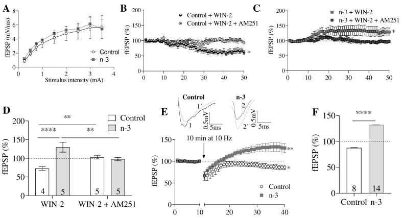 Omega-3 (n-3)-enriched diet induces CB1-mediated excitatory synaptic transmission and MPP-LTP. (A) Input–output curves: mean fEPSP areas (mV/ms) plotted against stimulation intensities in hippocampal slices from control (gray squares, n = 8) and n-3 (black circles, n = 14) mice. Data are mean ± SEM, analyzed by unpaired t-test. (B) Time course plot in control mice: WIN-2 (5 μM) (black and white circles) decreases fEPSP, while WIN-2 (5 μM) + AM251 (4 μM) (white circles) has no effect. Data are mean ± SEM; unpaired t-test, * p < 0.05 vs. baseline. (C) In n-3 mice, WIN-2 (5 μM) (gray squares) increases fEPSP, whereas WIN-2 (5 μM) + AM251 (4 μM) (black squares) shows no effect. Data are mean ± SEM; unpaired t-test, * p < 0.05 vs. baseline. (D) Summary bar graph for control + WIN-2 (5 μM), n-3 + WIN-2 (5 μM), control + WIN-2 (5 μM) + AM251 (4 μM), and n-3 + WIN-2 (5 μM) + AM251 (4 μM). Numbers within the bars are individual experiments; data are mean ± SEM, analyzed by one-way ANOVA with Dunn’s multiple comparisons test, ** p < 0.01, **** p < 0.0001. (E) Top: averaged fEPSP traces showing the effect of LFS (10 min, 10 Hz) over the last 10 min. LFS induces MPP-LTD in control mice (gray line) and MPP-LTP in n-3 mice (gray line). Bottom: LFS triggers MPP-LTD in control (white circles) and MPP-LTP in n-3 (gray squares). Data are mean ± SEM; Student’s t-test, * p < 0.05, ** p < 0.01 vs. baseline. (F) Summary bar graph of MPP-LTD and MPP-LTP. Numbers within the bars are individual experiments; data are mean ± SEM; Student’s t-test, **** p < 0.0001.