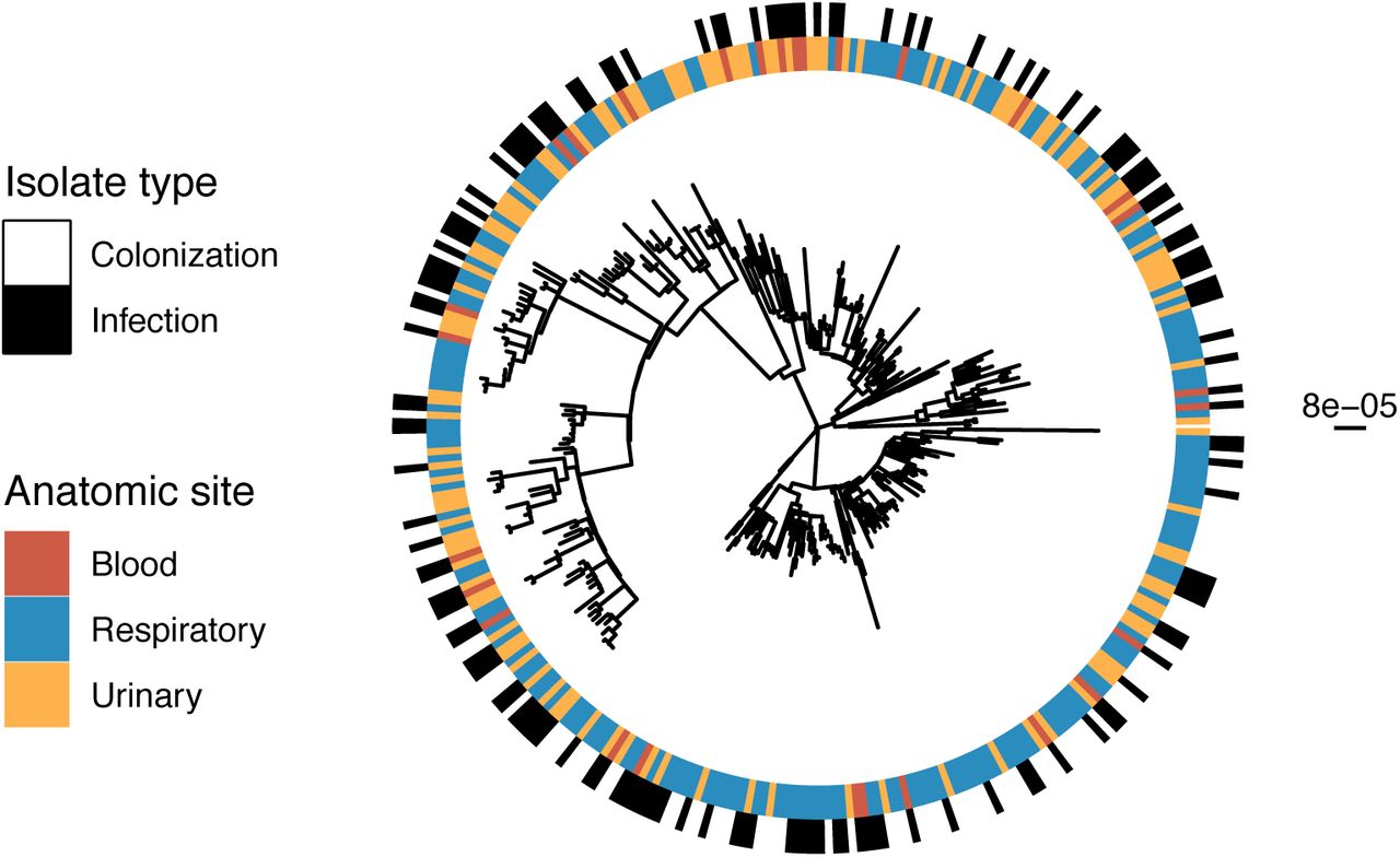 Infection and anatomic site cluster on the phylogeny.Maximum likelihood phylogenetic tree of all isolates including infection or colonization classification for each isolate and anatomic site of isolation. The scale bar to the right of the phylogeny shows the branch length in substitutions per site. Testing for non-random distribution of isolates on the phylogeny (see supplementary methods) revealed clustering of infection, respiratory, and urinary isolates on the phylogeny, respectively.