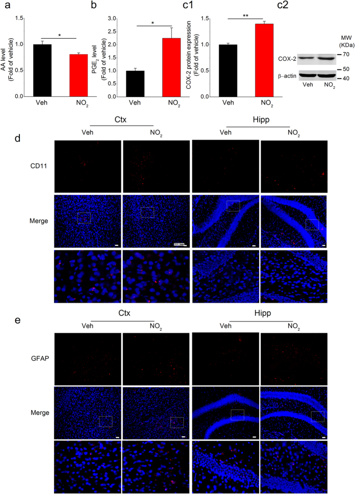 NO2 inhalation promotes COX-2 elevation-mediated PGE2 production and following neuroinflammation in APP/PS1 mice.APP/PS1 mice were exposed to 5 mg/m3 NO2 for 5 h/day for 4 weeks, and AA (a) and PGE2 (b) contents and COX-2 expression (c) in the cortex were determined. Data were expressed as means ± SE (n = 8 mice/group), *P < 0.05 and **P < 0.01 vs vehicle control (APP/PS1 mice exposed to room air). Blots were cropped in this figure, but the gels were run under the same experimental conditions, and full-length blots are presented in Supplementary Figure S3. Also, reactive microglial cells (CD11b/OX42, a microglial marker, red) (d) and activated astrocytes (GFAP, an astrocytic marker, red) (e) in the cortex and hippocampus of APP/PS1 mice in response to NO2 were detected. Scale bars = 25 μm. Veh = vehicle; NO2 = 5 mg/m3 NO2.