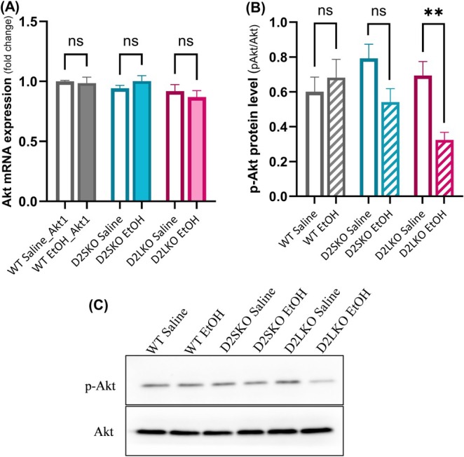 qPCR and Western blot analysis of Akt and p‐Akt expression after chronic alcohol exposure. (A) The relative expression levels of Akt1 mRNA in the striatum of WT, D2S KO and D2L KO mice treated with EtOH or saline were analysed by qPCR. There were no significant changes in Akt1 mRNA expression levels between saline and EtOH in WT, D2SKO and D2L KO groups [F(2, 66) = 0.825, p = 0.4442; two‐way ANOVA). WT Saline vs. WT EtOH (p = 0.9940; post hoc Šidák's test), D2SKO Saline vs. D2SKO EtOH (p = 0.7159) and D2LKO Saline vs. D2LKO EtOH (p = 0.7976). (B) Relative protein expression levels of p‐Akt at Ser473 in the striatum of WT, D2S KO and D2L KO mice treated with EtOH or saline were analysed by Western blotting (WB). Significant decrease was observed in D2LKO EtOH group compared to D2LKO saline group (**p = 0.0090, post hoc Šidák's test following two‐way ANOVA). WT EtOH vs. WT Saline (p = 0.8605). D2SKO EtOH vs. D2SKO Saline (p = 0.1005). The interaction (genotype x treatment) is considered significant [F(2, 30) = 4.191, p = 0.0248; two‐way ANOVA]. Effect of treatment: F(1, 30) = 7.455, p = 0.0105. Effect of genotype: (2, 30) = 2.169, p = 0.1319. (C) Western blots of p‐Akt at Ser473 and Akt (as control) in mouse striatum. The value of p‐Akt was normalized to the amount of total Akt and expressed as a percentage of control treatment. No significant differences in Akt protein levels were observed between any genotype pairs (see Supplemental Materials). The values are the means (± SE) of four independent experiments for WB and the means (± SE) of four independent experiments for qPCR experiment with three replicates per sample per experiment.