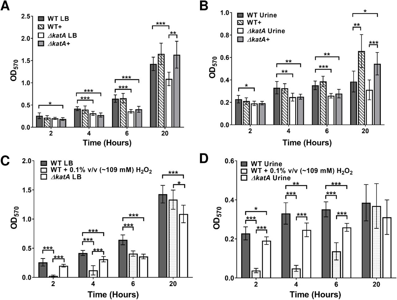 ΔkatA exhibits a defect in biofilm development.(A,B) Biofilms of WT (gray), WT+ (+bovine catalase, gray stripes), ΔkatA (white), and ΔkatA+ (+ bovine catalase, light gray) were formed over a timecourse of 20 h in (A) LB or (B) pooled human urine. Biofilm biomass was assessed at 2, 4, 6, 12, and 20 h via crystal violet staining and detected by OD570. (C, D) Biofilms of WT (gray), WT + 0.1% v/v (∼109 mM) H2O2 (gray dots), and ΔkatA (white) were formed over a timecourse of 20 h in (C) LB or (D) pooled human urine. (A-D) Error bars represent mean and SD of 3 independent experiments with 3 replicates each. *P<0.05, ** P<0.01, ***P<.001 by two-way ANOVA with Sidak’s test for multiple comparisons.