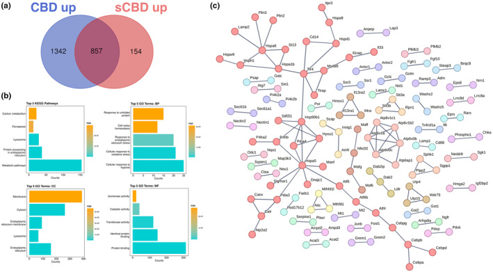 Common upregulated genes; (a) Venn diagram illustrating DEGs uniquely upregulated by CBD and sCBD and common upregulated genes in the overlapping region. (b) The top 5 Enriched KEGG pathways and GO terms for common upregulated genes. BP, biological process; CC, cellular compartment; MF, molecular function. (c) Common up‐regulated genes and their known protein–protein interactions, single nodes are not shown, highest confidence (0.9), clusters are colored individually using K‐means clustering.