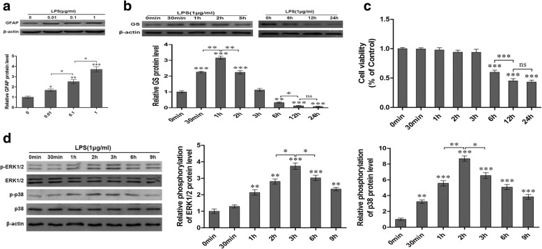 LPS exposure induced activation of astrocytes (a), changes of GS expression in astrocytes (b), decrease of cell viability in astrocytes (c), and activation of MAPK (d). Astrocytes were treated with LPS at different dosages for 6 h and GFAP expression was analyzed (a). Then astrocytes were treated with 1 μg/ml LPS for different times and GS expression (b), cell ability (c), and activation of MAPK were analyzed (d). Error bars were ± SD. n = 3. *p < 0.05, **p < 0.01 and ***p < 0.001 versus control