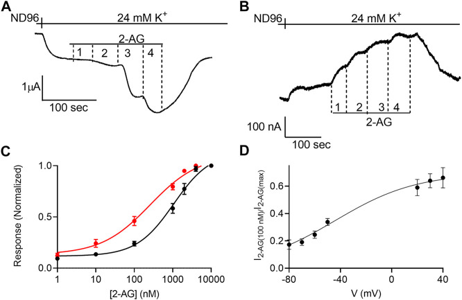 Voltage dependence of the potency of 2-AG. (A) and (B). Measurement of the relationship between 2-AG concentration and GIRK currents at -80 mV and at +40 mV, respectively. Basal GIRK current is evolved following replacement of the solution to a high K+ solution. Then, 4 different 2-AG concentrations (100, 1,000, 2000 and 10000 nM) were applied and the response for each concentration was measured. (C). Dose response curves for several 2-AG concentrations at −80 mV (black symbols and line; n = 19, 45, 51, 39, 9, 19 and 39 for 1, 10, 100, 1,000, 2000, 4,000 nM respectively) and at +40 mV (red symbols and line; n = 8, 26, 28, 15, 19, 12 and 39 for 1, 10, 100, 1,000, 2000, 4,000 nM respectively). The responses are normalized to the response evoked by 10000 nM 2-AG at each holding potential. (D) The dependence of the relative activation of the receptor by 100 nM 2-AG in voltage. Responses are normalized to the response evoked by 10000 nM 2-AG at each holding potential.