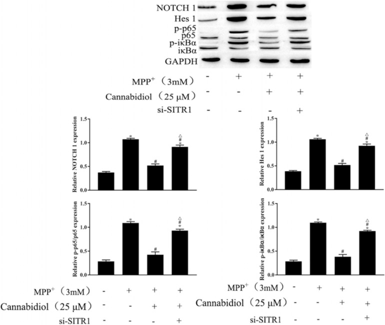Cannabidiol inhibits NF-κB and NOTCH pathways by upregulating SIRT1. The expression of p65, NOTCH in SH-SY5Y cells were measured by western blotting; ∗p < 0.05, compared with the control group, #p < 0.05 compared with MPP+ alone, △p < 0.05 compared with MPP+ + Cannabidiol.