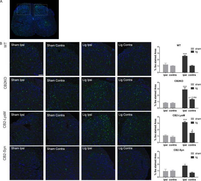 Expression of microglia in the dorsal horn of the lumbar spinal cord. Microglia were stained with Iba1 (green) in both sides of the dorsal horn. (A) Lumbar section of the spinal cord. illustrating both dorsal horns, in a WT animal 14 days after nerve ligation. White frames indicate imaged areas for (B). (B) Representative stainings of Iba1 in CB2KO, WT, CB2-LysM and CB2-Syn mice 14 days after SNL (lig) or sham surgery (sham) (scale = 75 µm). Analysis of Iba1 stained area in percent shows increased staining of Iba1 after ligation ipsilateral (WT, CB2KO and CB2-LysM) and contralateral (CB2KO, CB2-LysM). n = 3–4. Statistical significance between ligated and sham animals for each side and genotype was determined with ANOVA and a post-hoc Holm-Sidak test. Stars represent differences between ligated and sham animals. *p < 0.05, **p < 0.01, ***p < 0.001 Error bars show SEM.